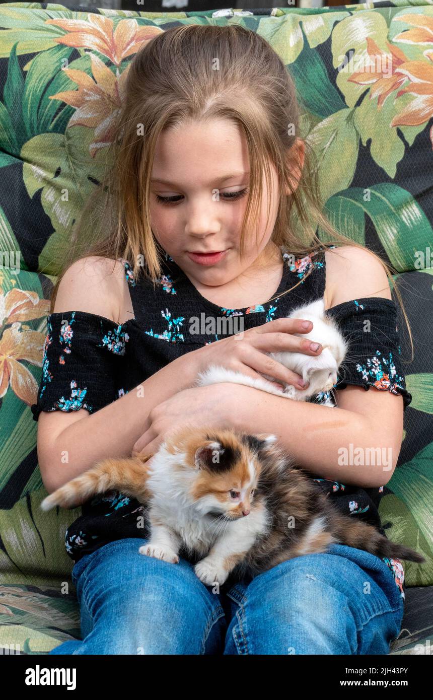 Little girl struggles to hold on to two new kittens, as they climb all over her lap Stock Photo
