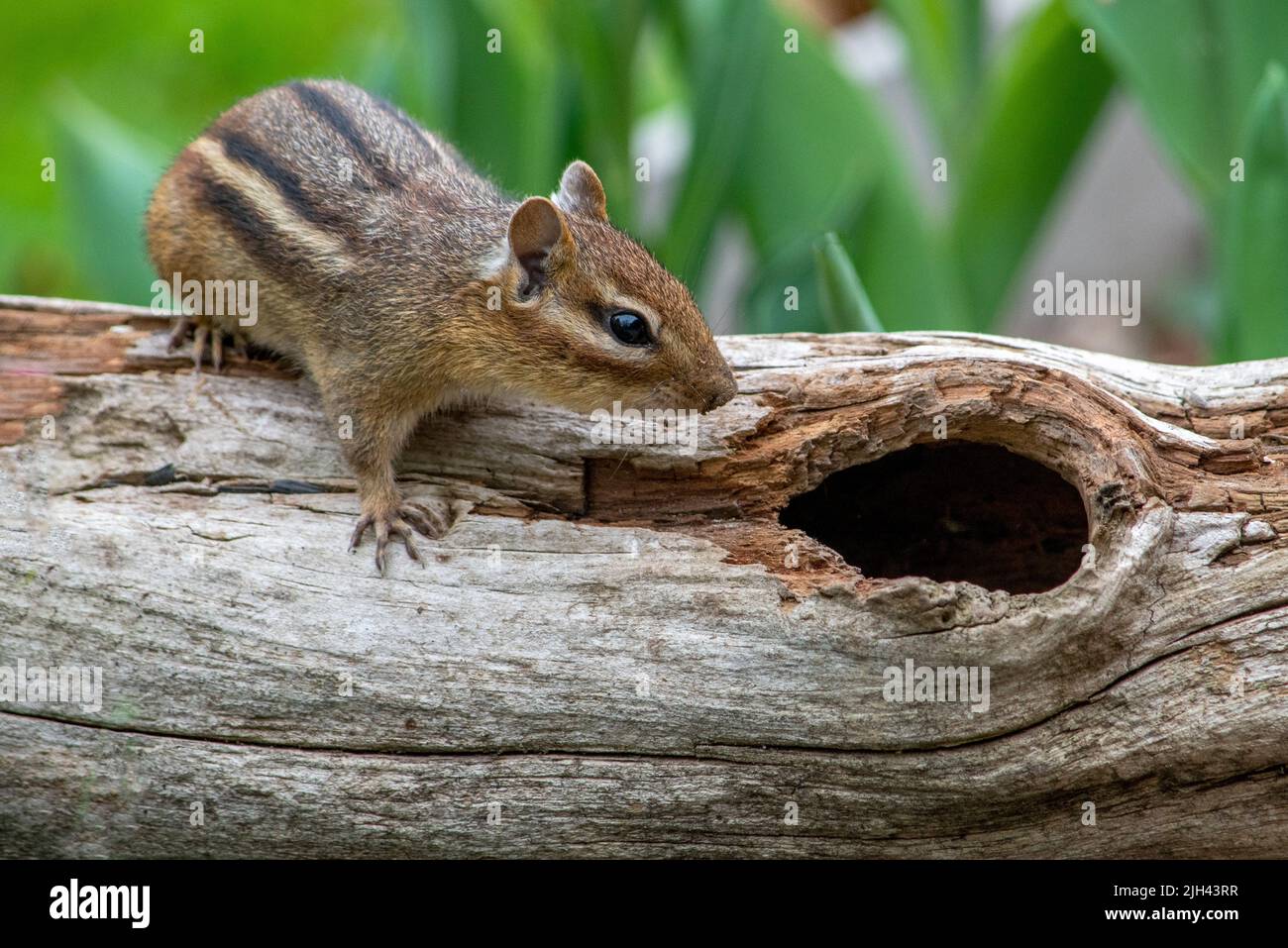 Cute little chipmunk examines a hollow log as a possible new home Stock Photo