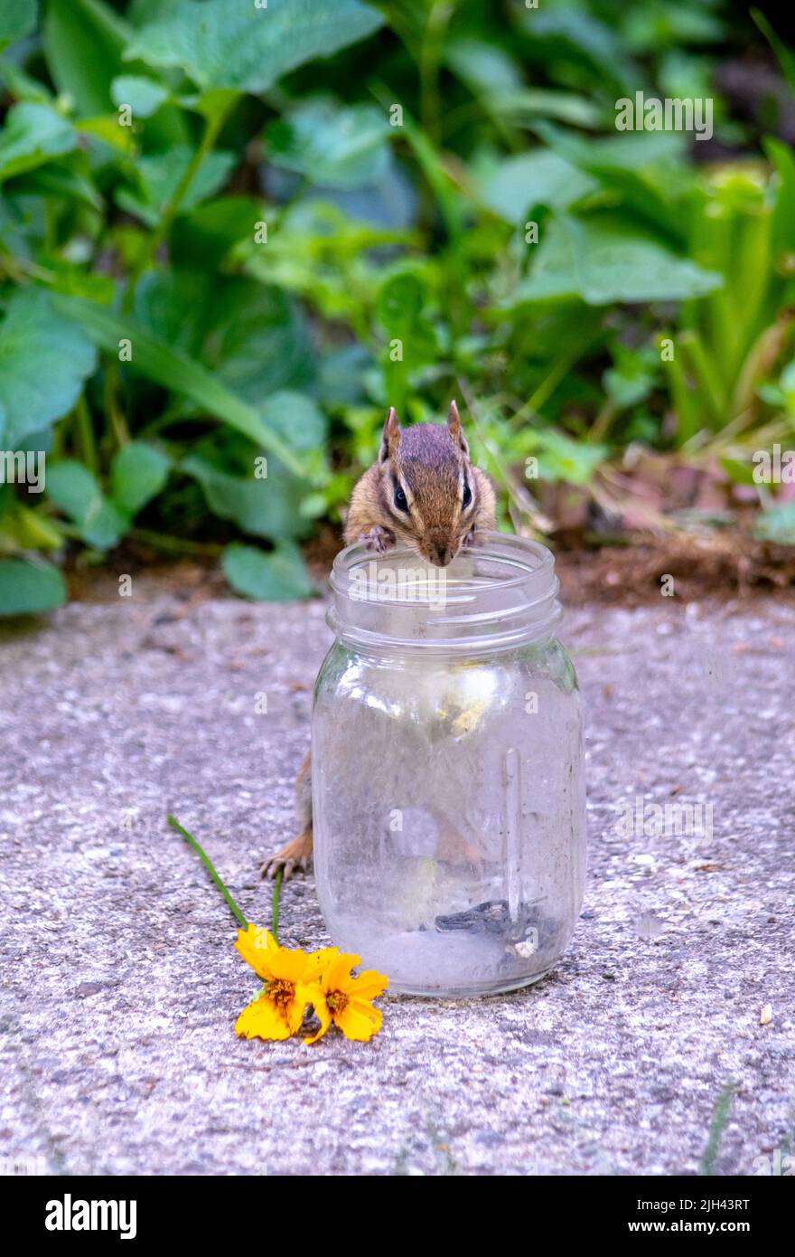 small chipmunk peers into a glass jar, looking with longing at the bit of sunflower seeds in the bottom Stock Photo