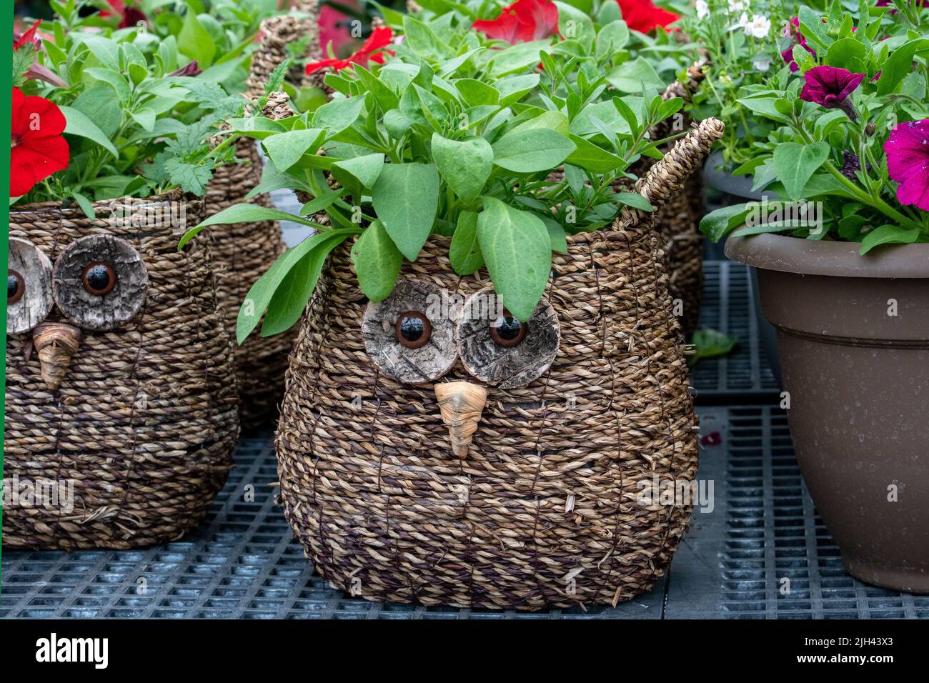 Petunia baskets hires stock photography and images Alamy
