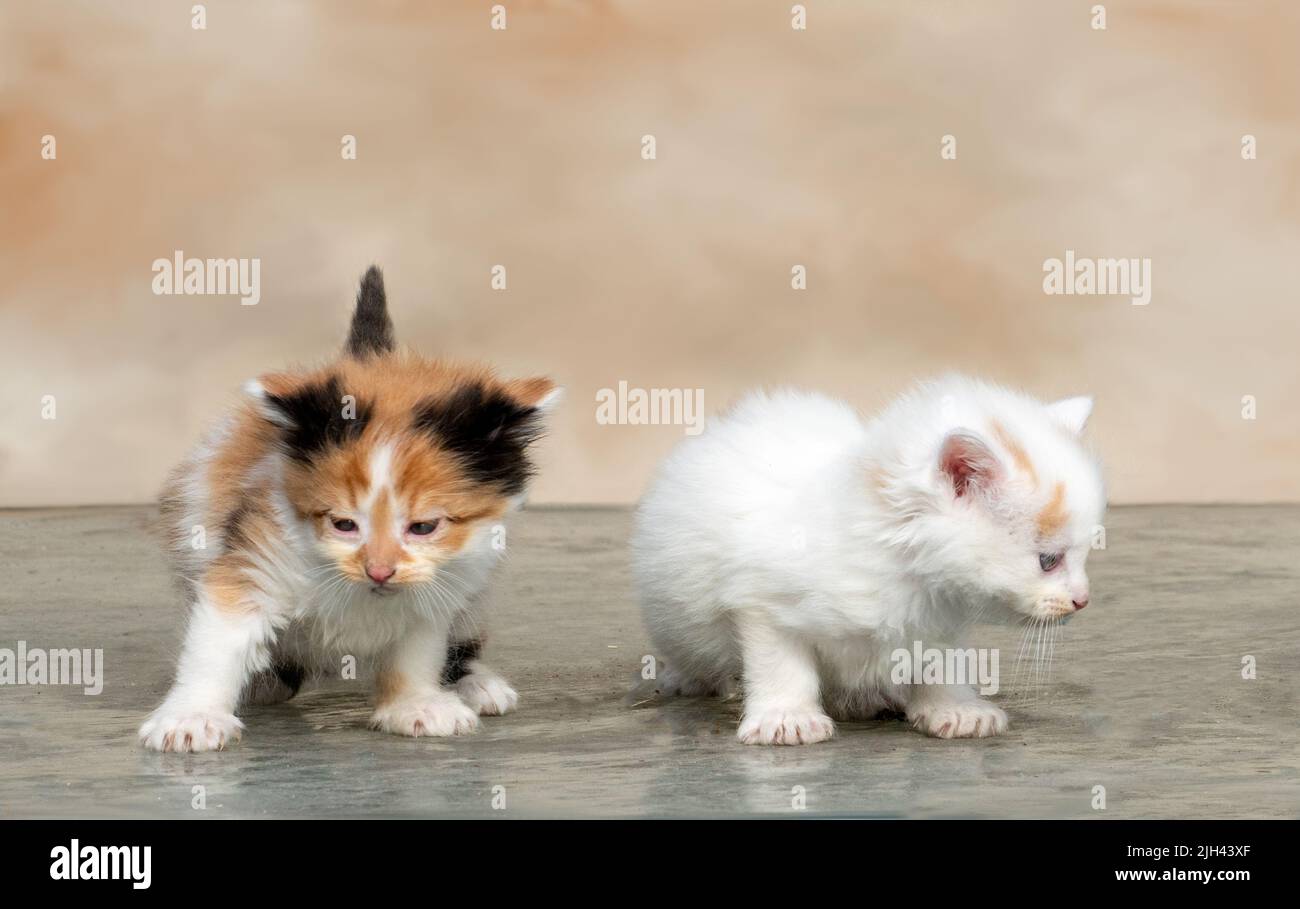 A pair of tiny kittens from the same litter, explore a new area and search for momma cat Stock Photo