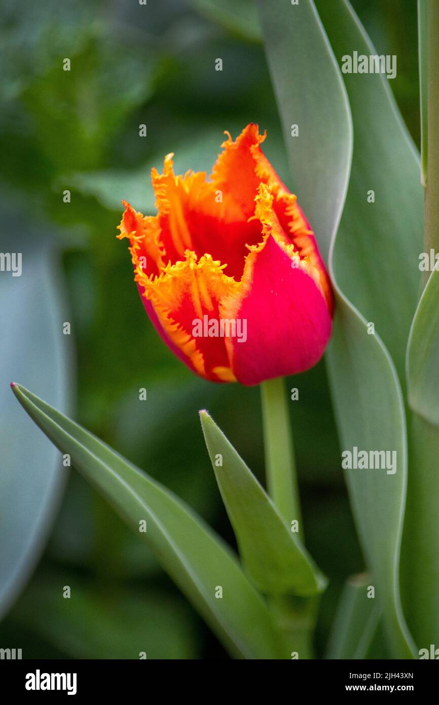A beautiful spring tulip stand out from the green flower bed with a burst of orange and red color Stock Photo