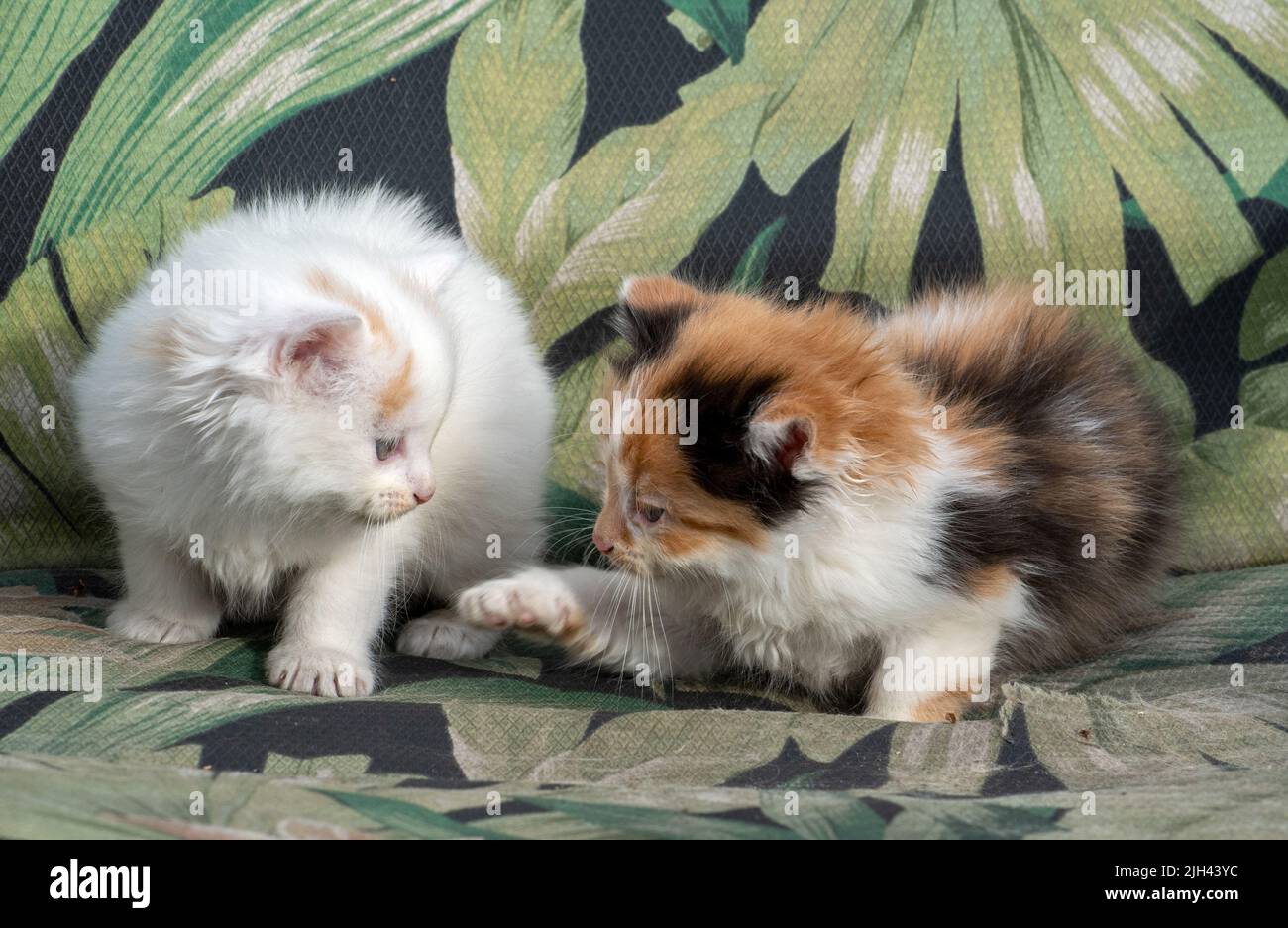 pair of kittens have fun playing as they sit on an outdoor chair on the patio Stock Photo