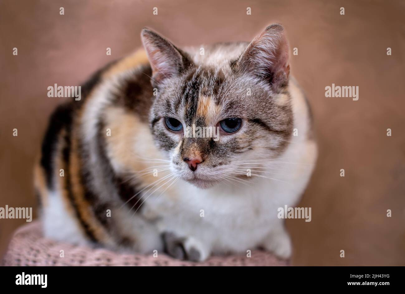 Pretty calico cat sits on a stool and poses for a portrait Stock Photo
