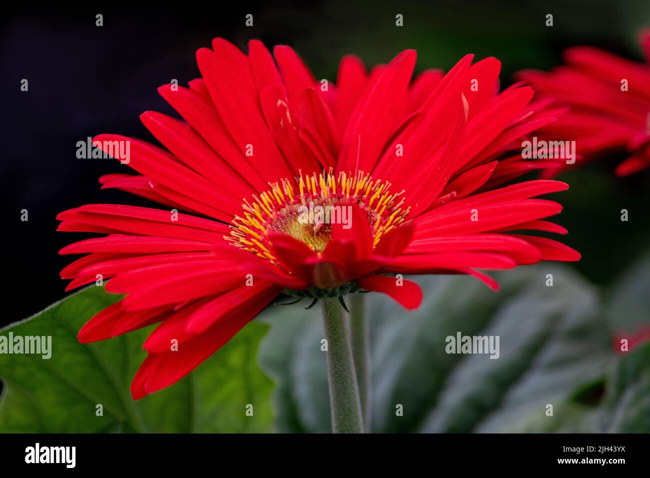 closeup of a beautiful red gerbera daisy, with a bright double yellow ring inside its center Stock Photo
