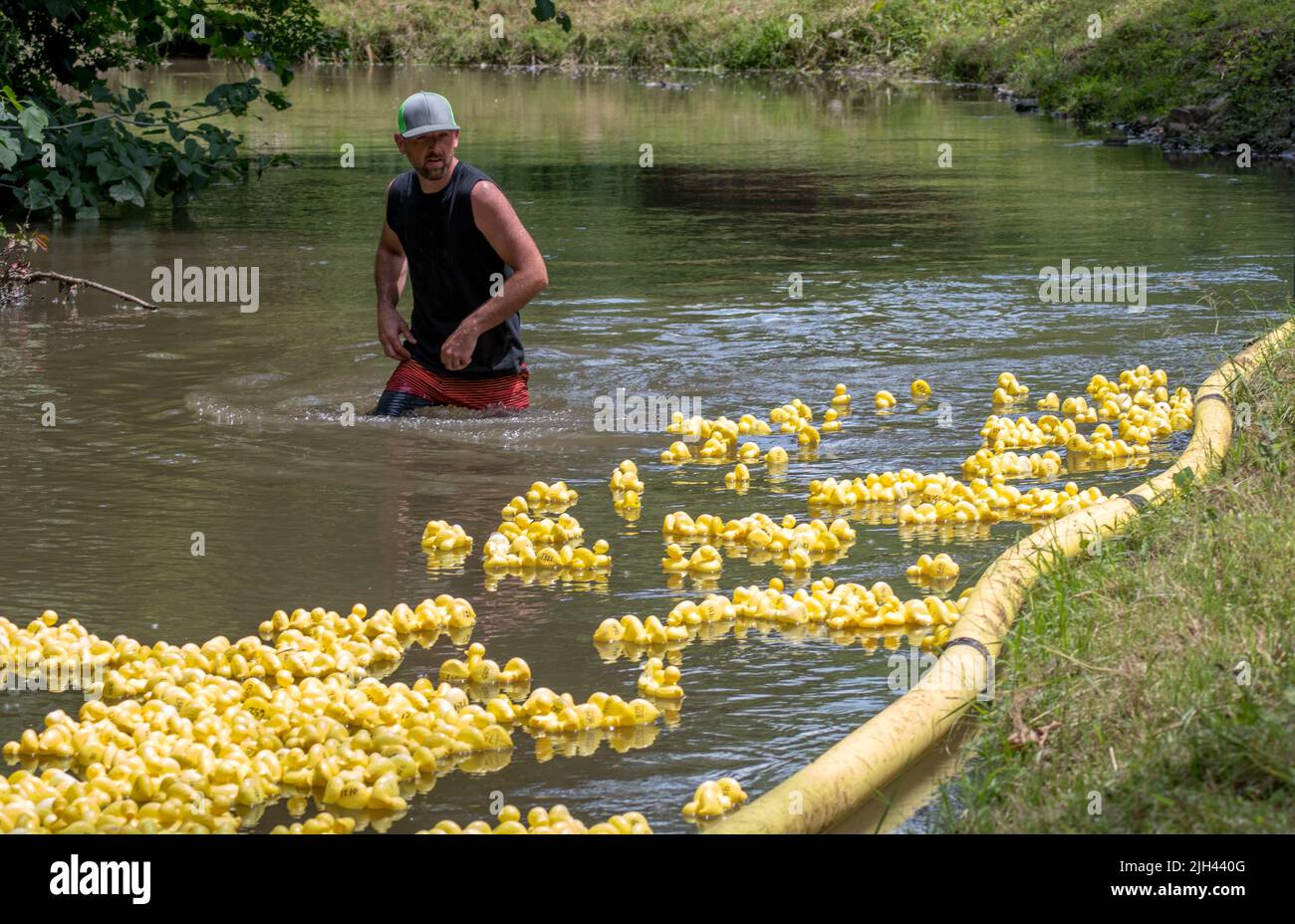 June 30 2019 Watervleit MI USA , a man wades through water on a small Michigan river, during a duck race contest, keeping a watch on hundreds of rubbe Stock Photo