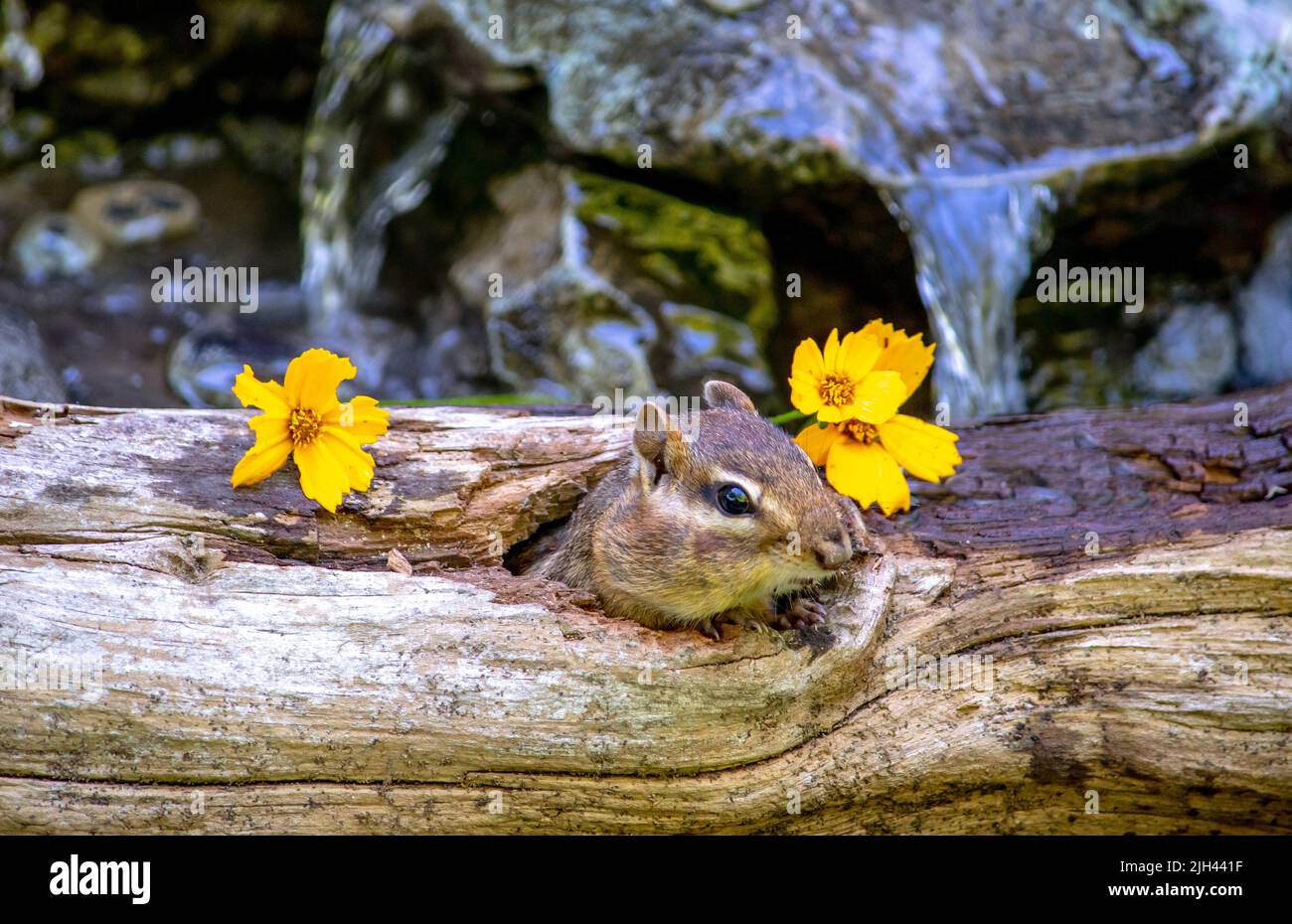 Surprised chipmunk looks for whomever left yellow flowers outside her hollow log home Stock Photo