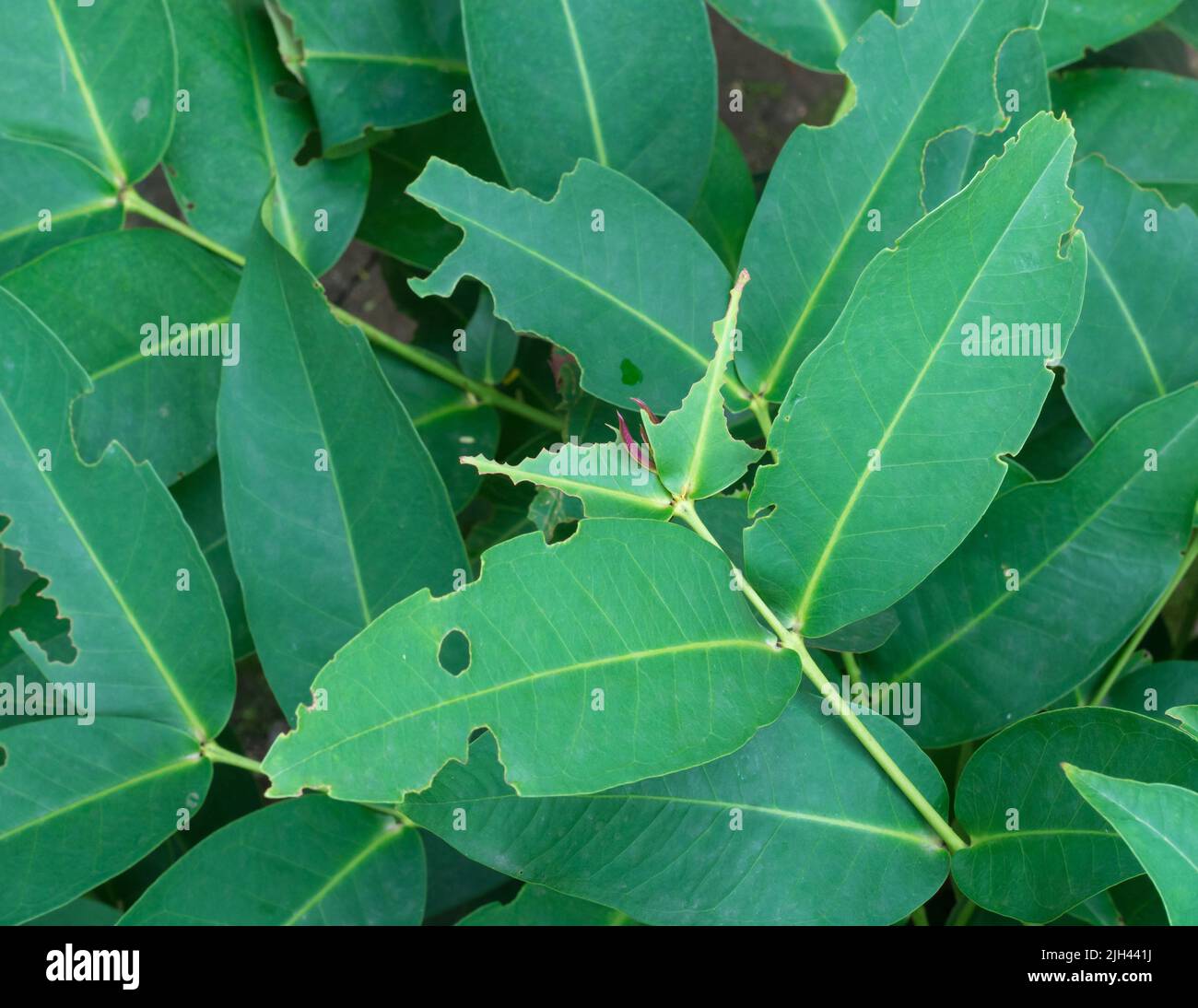 green plant leaves with holes, eaten or damaged by insects or pests Stock Photo