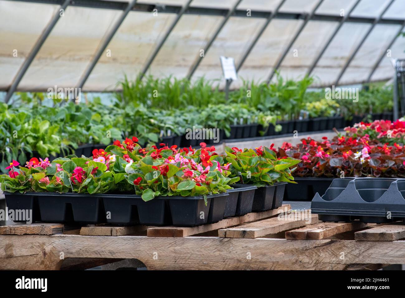 Trays, or flats, of flowering plants, are for sale at a springtime nursery and green house Stock Photo