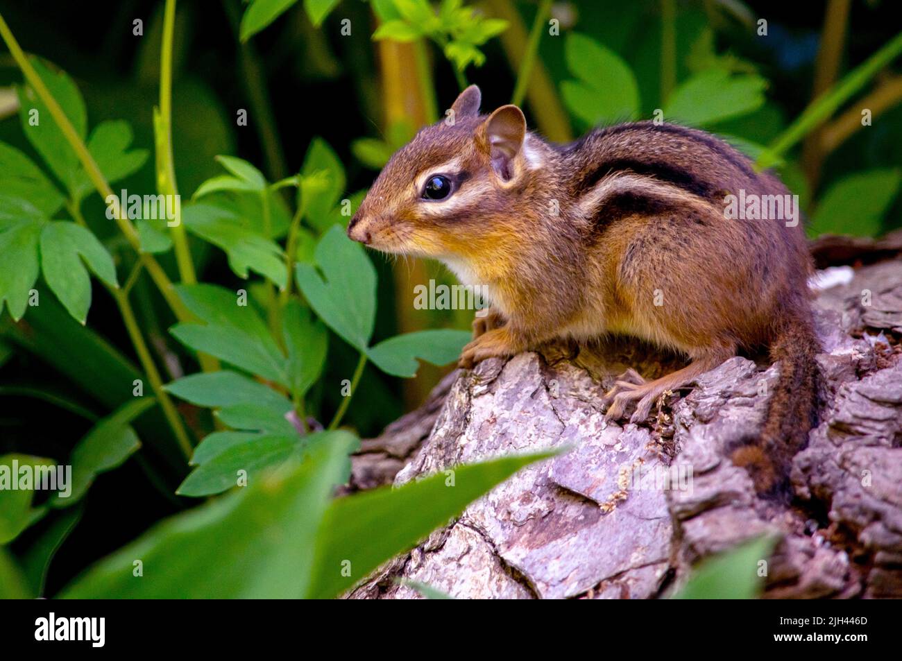small chipmunk quietly sits on a log and watches all around her Stock Photo