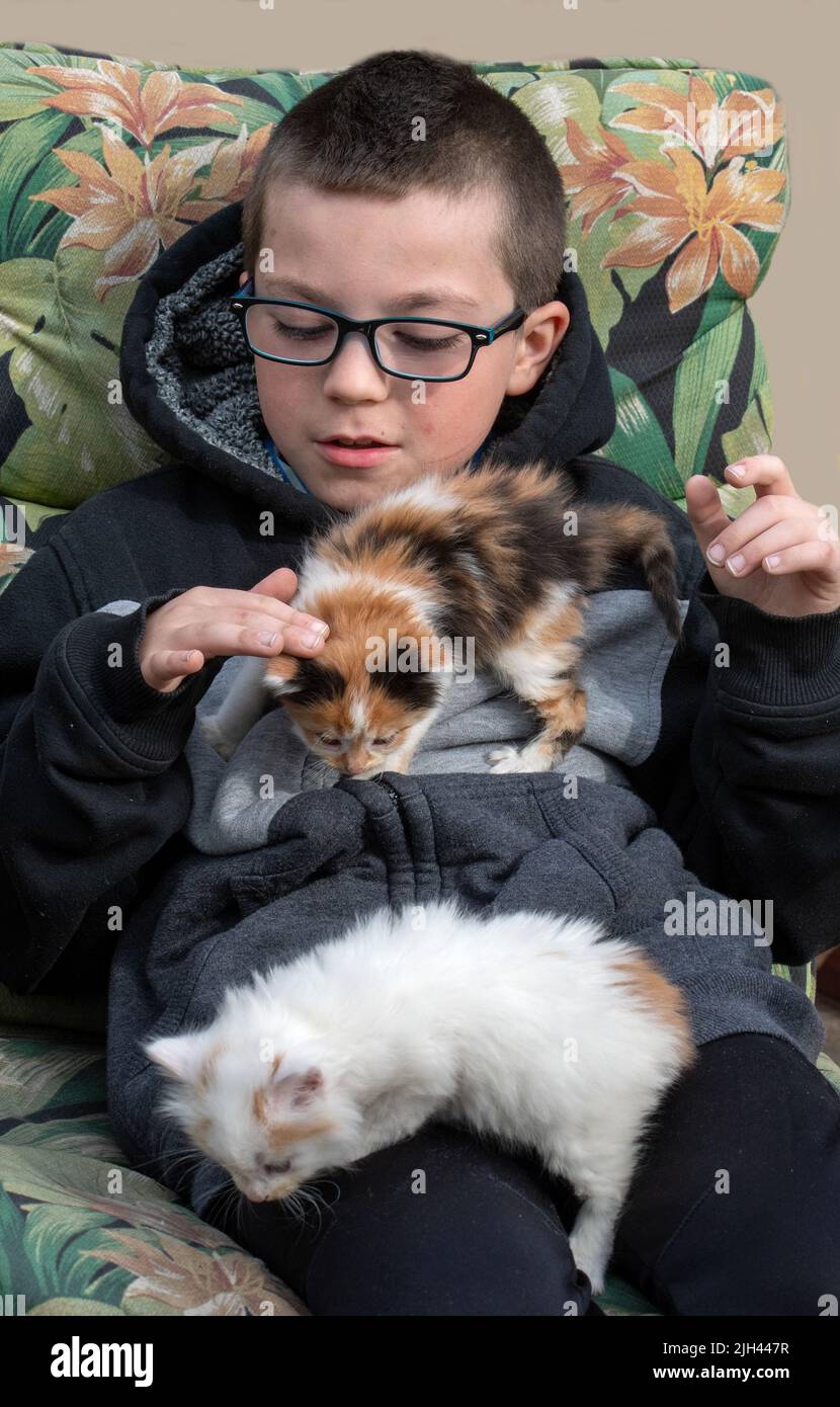 New kittens hires stock photography and images Alamy