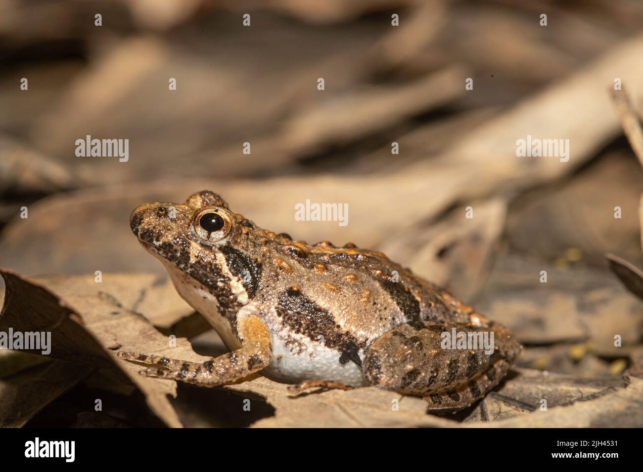 Northern Cricket Frog Acris crepitans Stock Photo Alamy