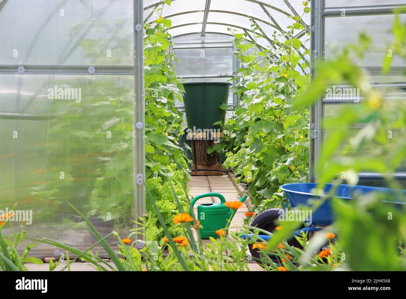 Greenhouse in back garden with open door Stock Photo