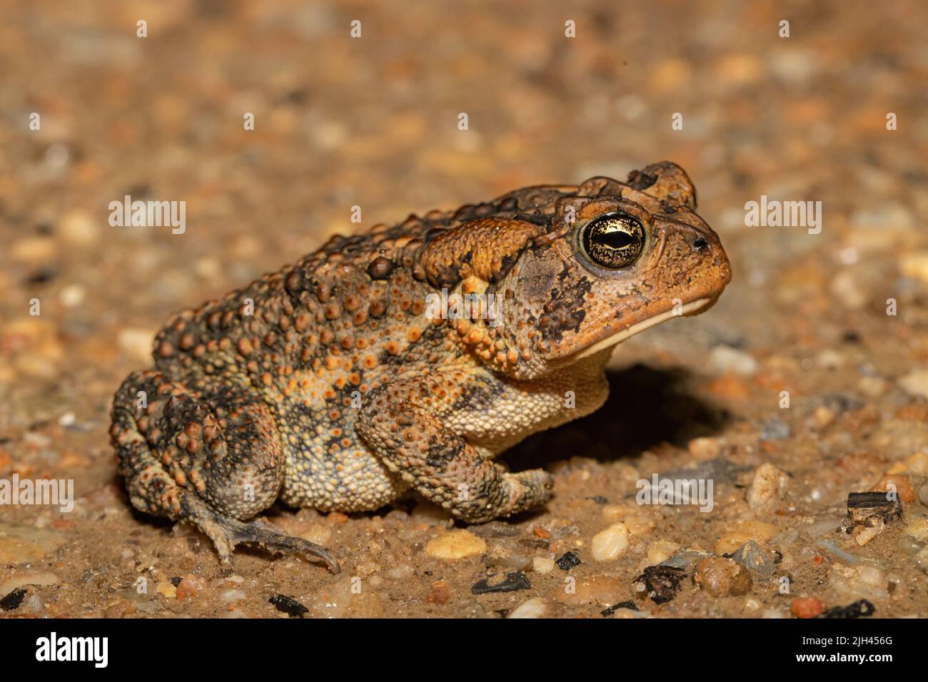 Southern Toad Anaxyrus Terrestris Stock Photo Alamy