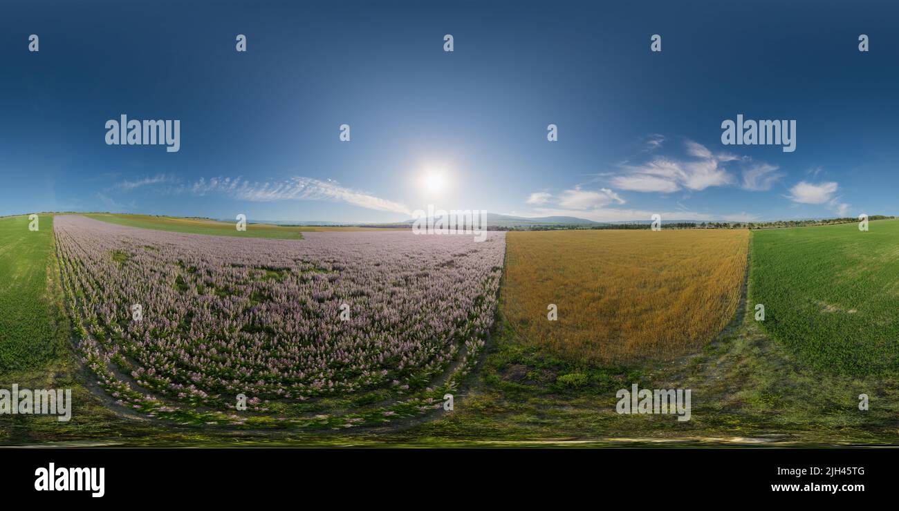 Aerial panorama over field of Clary sage - Salvia Sclarea in bloom, cultivated to extract the essential oil and honey. Seamless 360 degree spherical Stock Photo