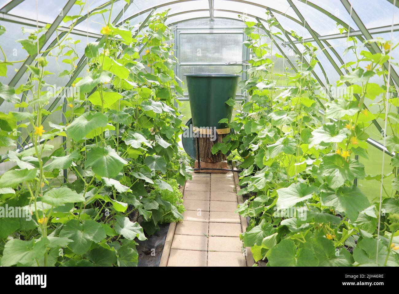Cucumber plant growing in the greenhouse. Tied up plants Stock Photo