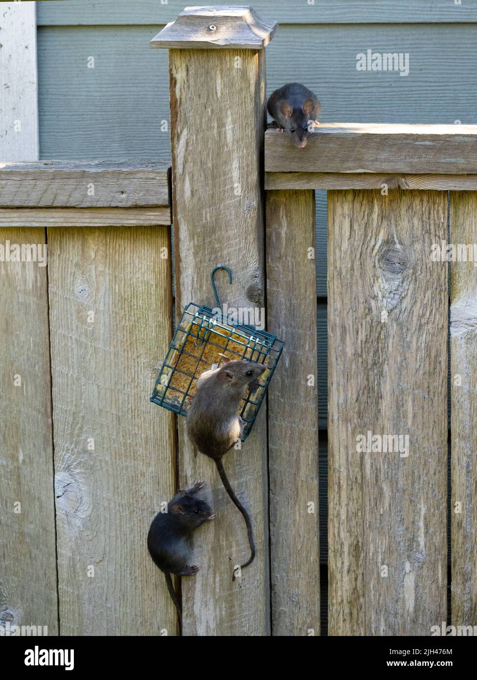 three wild ship rats (Rattus rattus) raiding a suet bird feeder hung on a fencepost Stock Photo