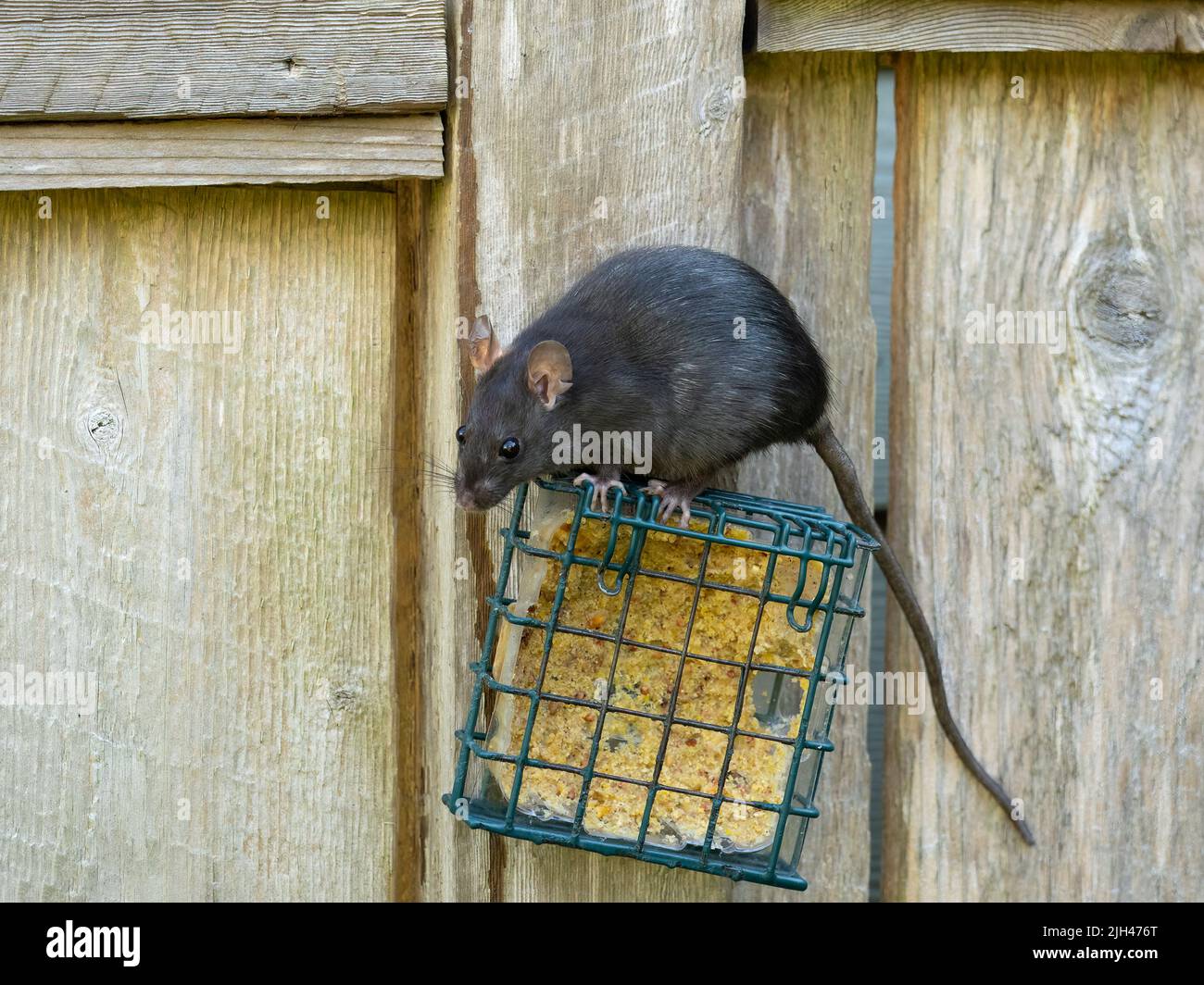 black rat (Rattus rattus) on top of a suet bird feeder it is feeding from, facing the camera Stock Photo