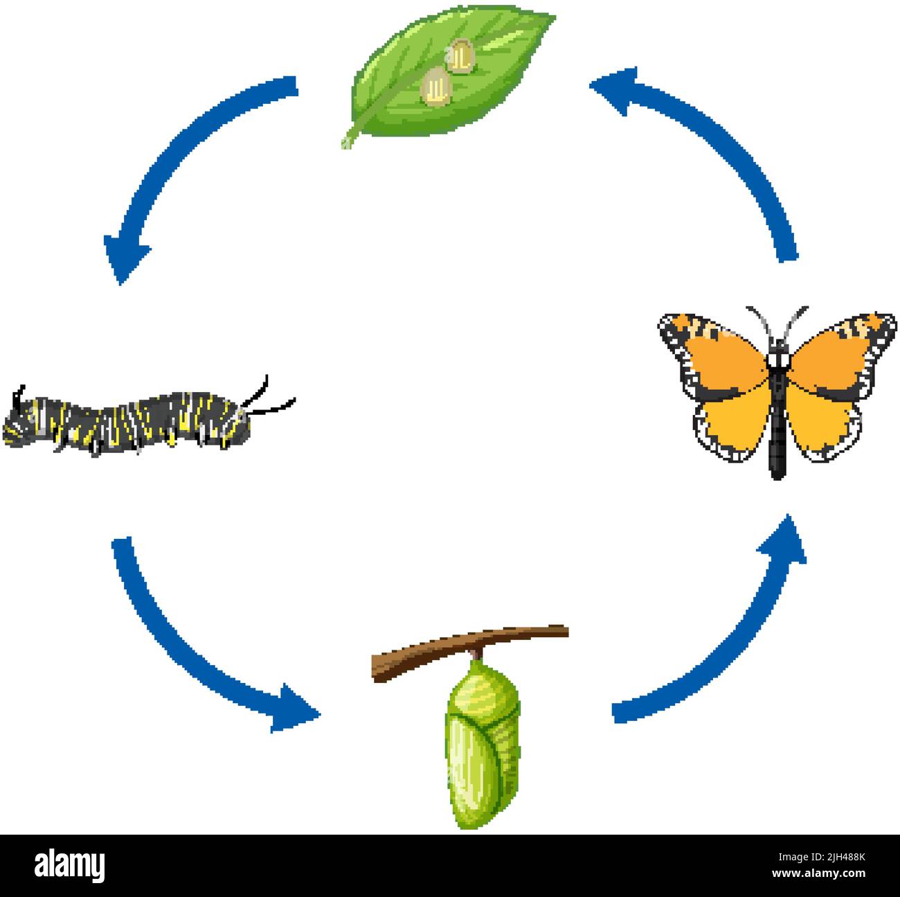 Life Cycle of Monarch Butterfly illustration Stock Vector
