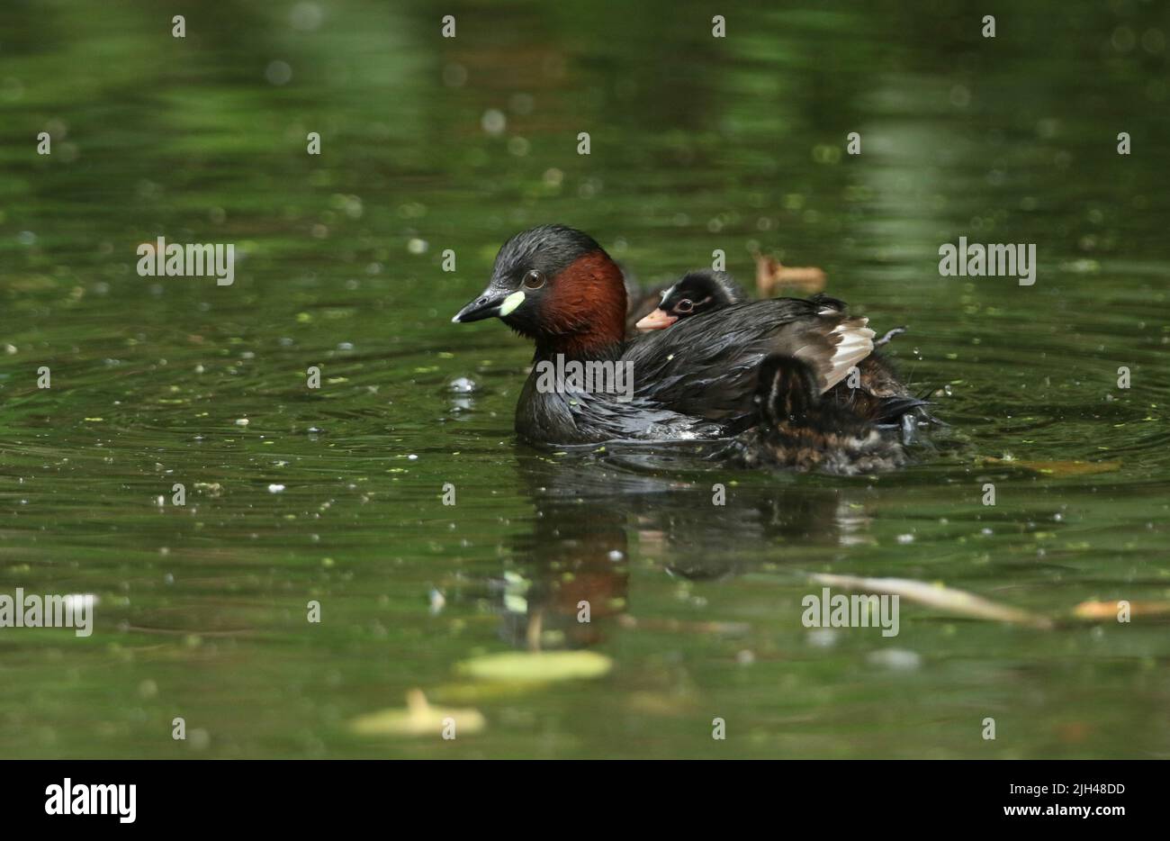 A Little Grebe, or Dabchick Tachybaptus ruficollis, is swimming on a lake. One of her cute babies sitting on her back is poking out its head from unde Stock Photo
