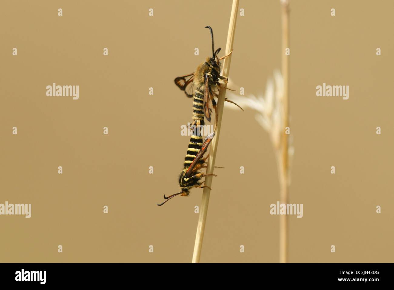 A rare pair of mating Six-belted Clearwing Moth, Bembecia ichneumoniformis, perching on a blade of grass. Stock Photo