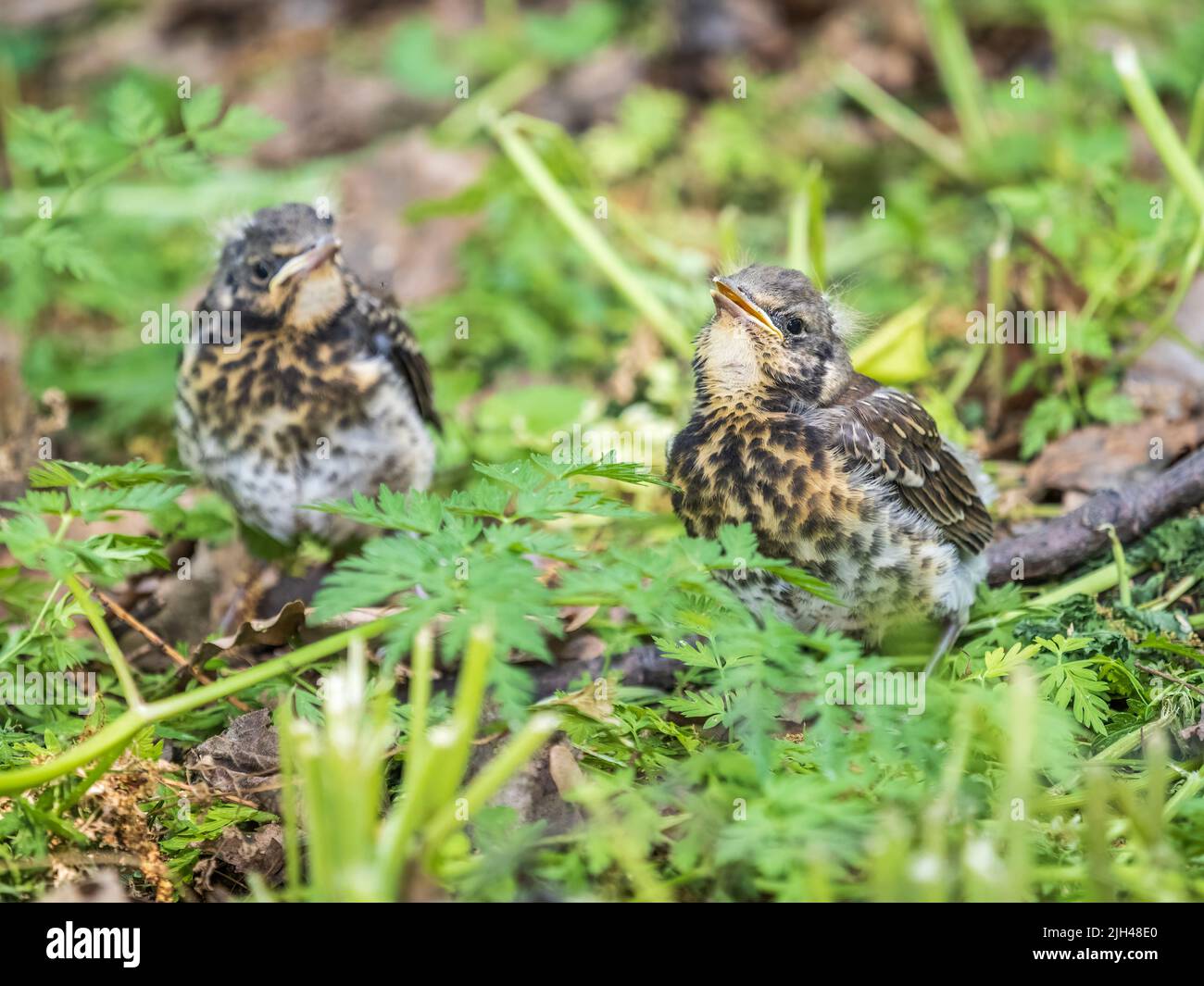 Two fieldfare chicks, Turdus pilaris, have left the nest and are ...