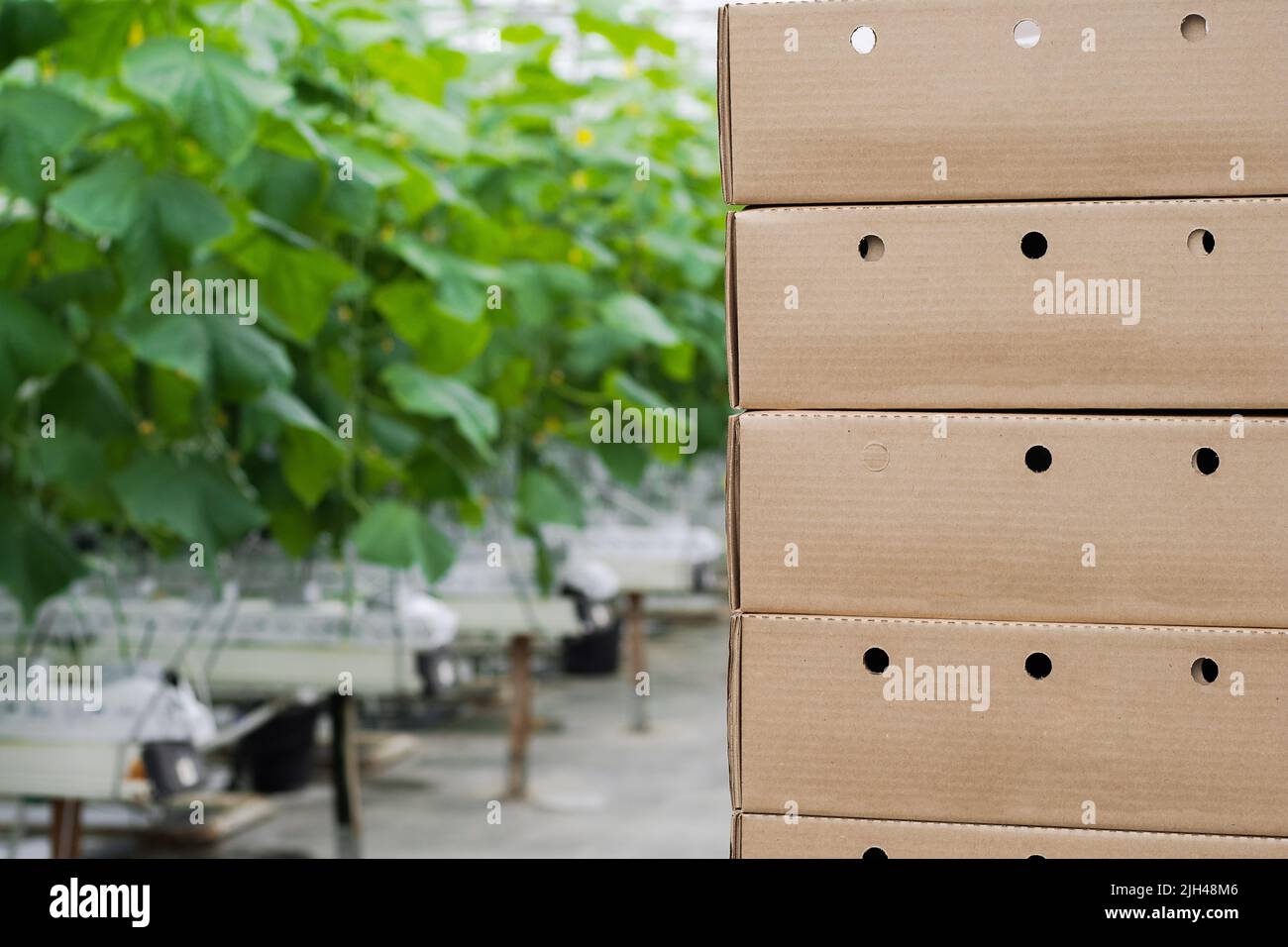 Boxes with fresh ripe cucumber. Organic food and vegetables. Healthy