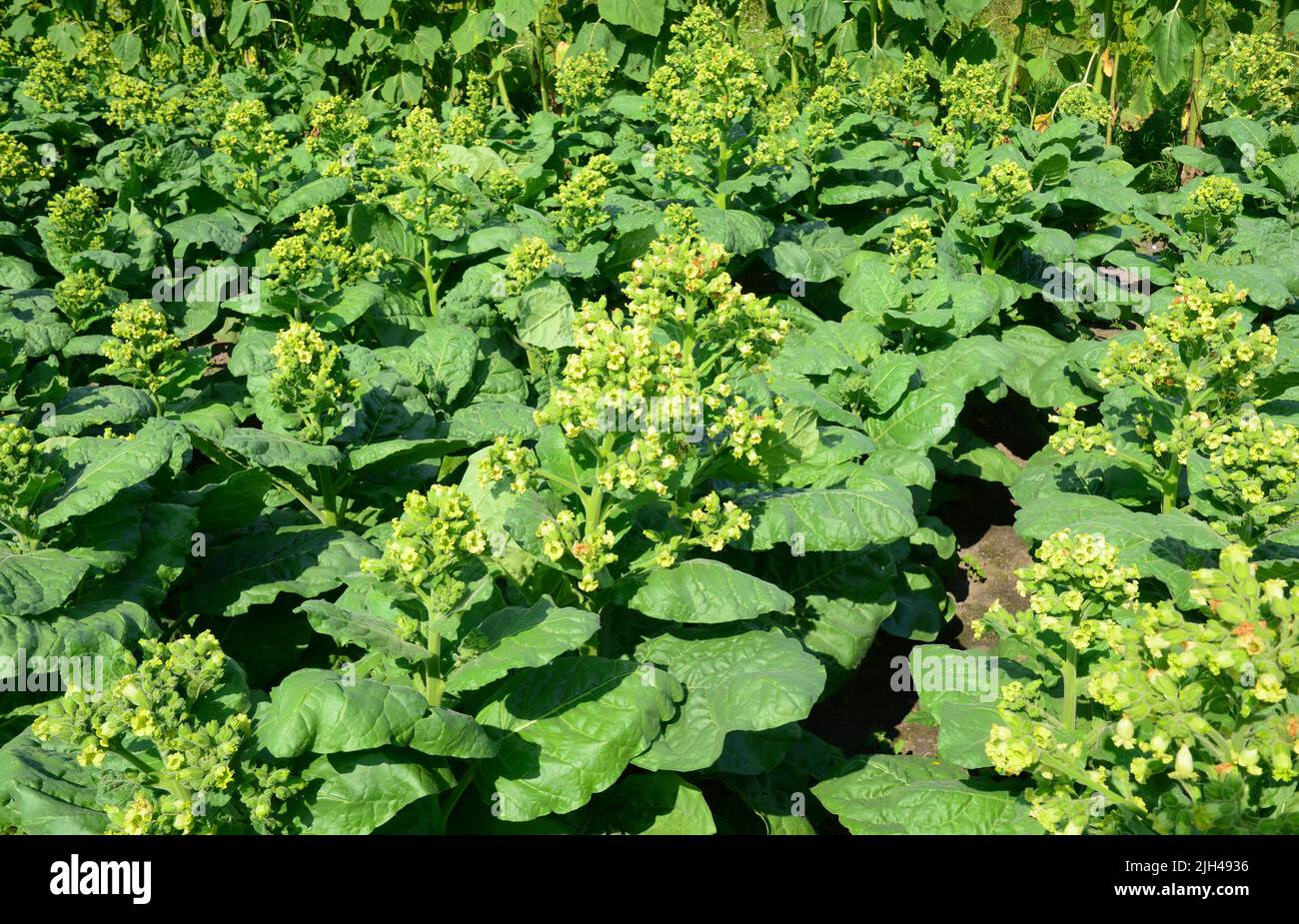 Growing tobacco on the farm. Tobacco plants blooming with yellow tiny flowers. Stock Photo