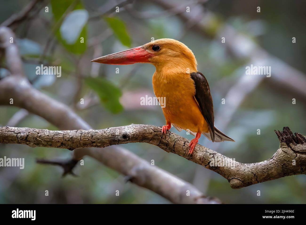 Close-up of a Brown-winged Kingfisher perched on a branch Stock Photo