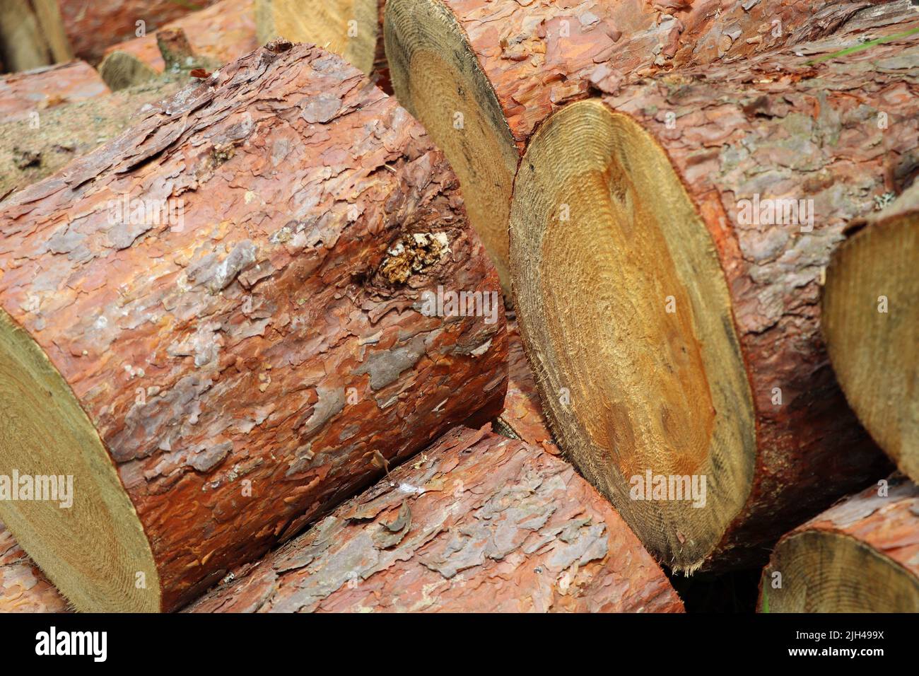 Chopped and stacked up dry firewood at the countryside. Stock pile of timber, chopped down trees Stock Photo