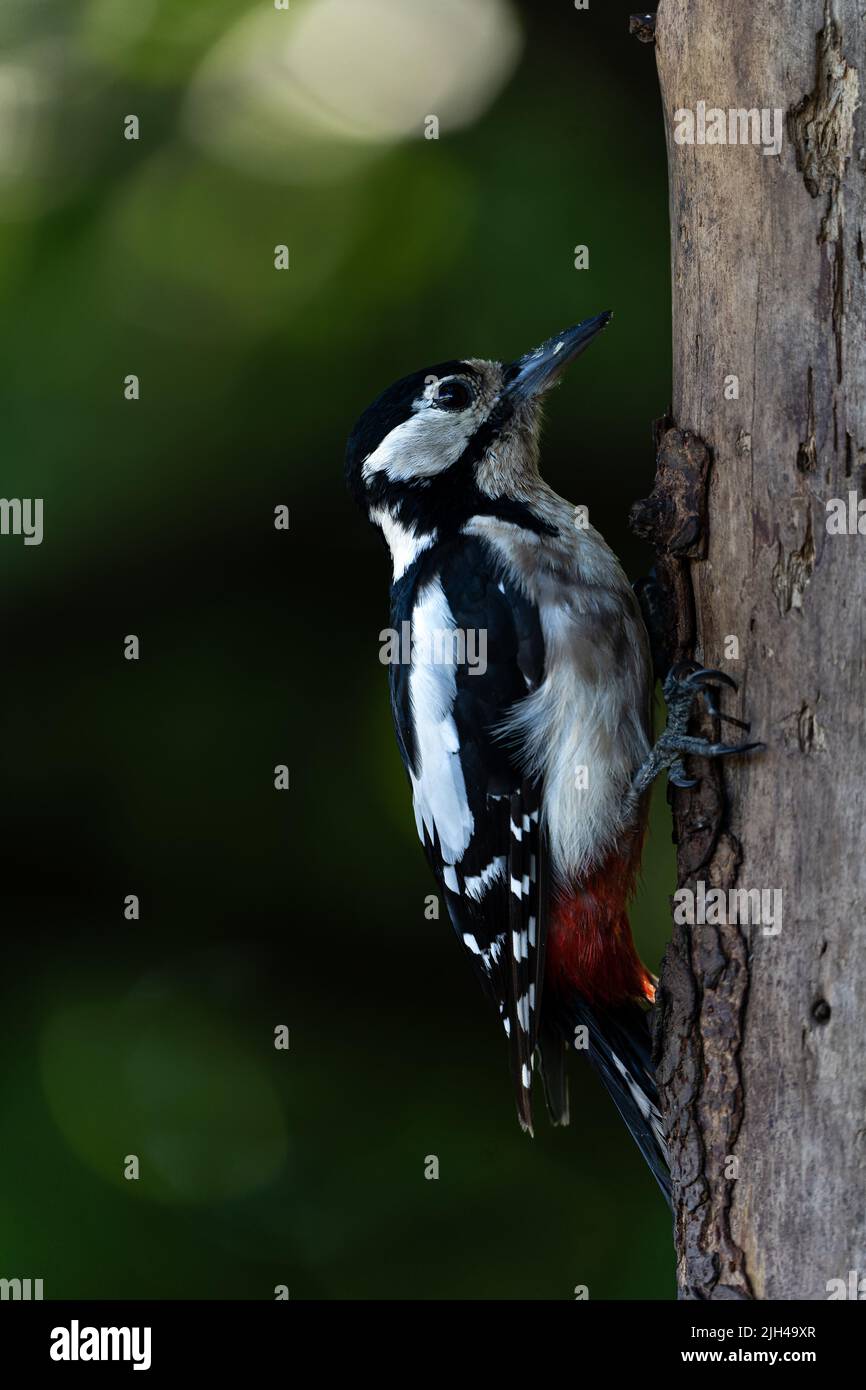 Great Spotted Woodpecker (Dendrocopos Major) on a tree stump, UK Stock Photo