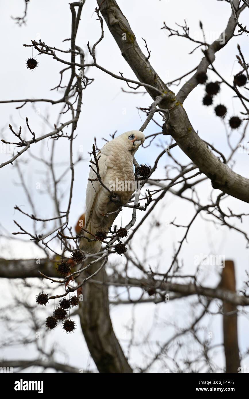 A little corella, cacatua sanguinea, holding the spiky seed pod of a sweet gum while perched in a tree during an overcast day Stock Photo