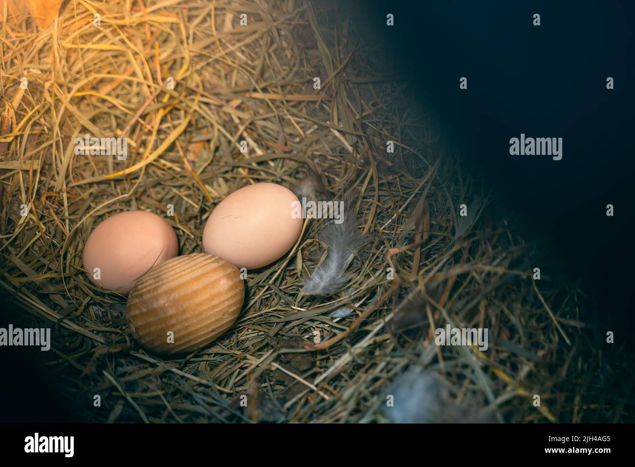 Homemade chicken eggs lie in a straw nest with a wooden egg Stock Photo ...