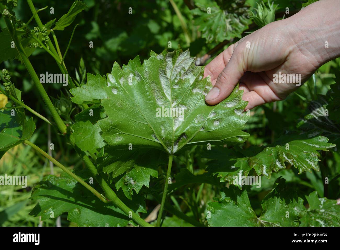 Farmer show grapevine infected by mildew grapevine disease on the underside of the leaf. Stock Photo