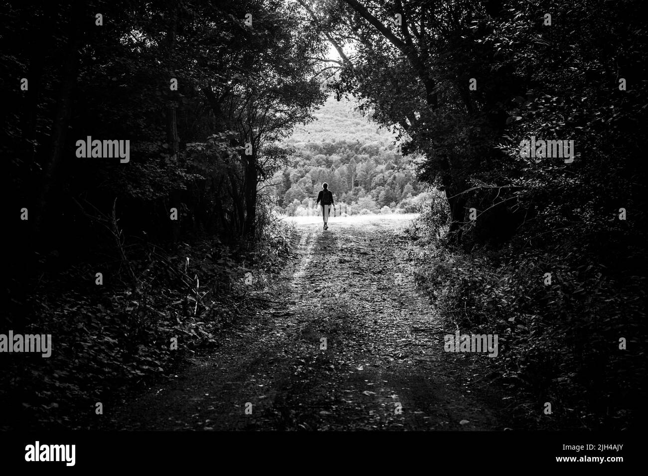 Black and white photo. A female tourist walks through a green summer forest during a trip in nature. Hiking and adventure in summer nature Stock Photo