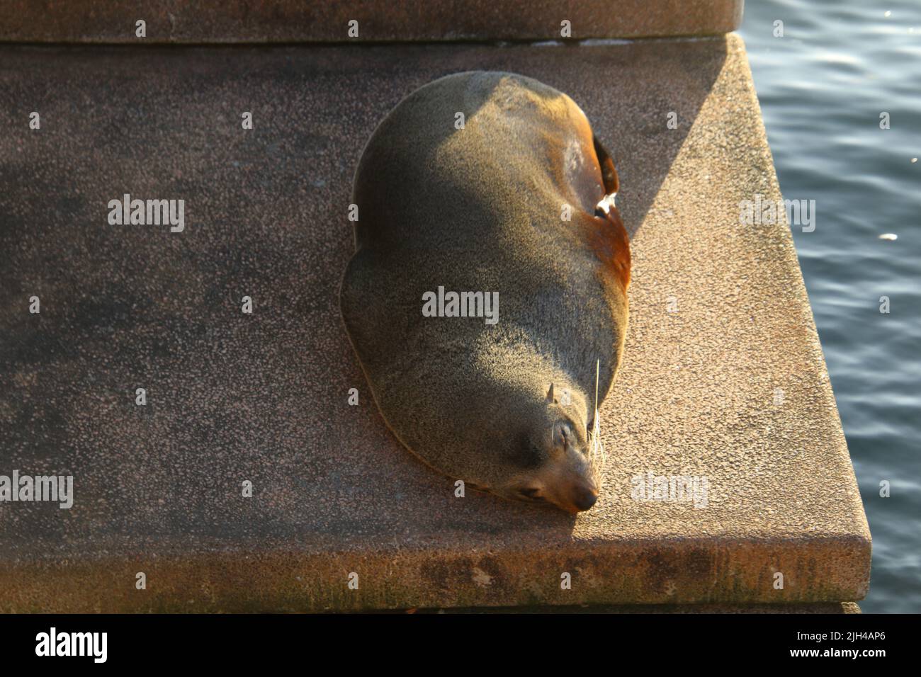 A seal believed to be the one known as 'Benny' on teh northern VIP steps of the Sydney Opera House. Stock Photo