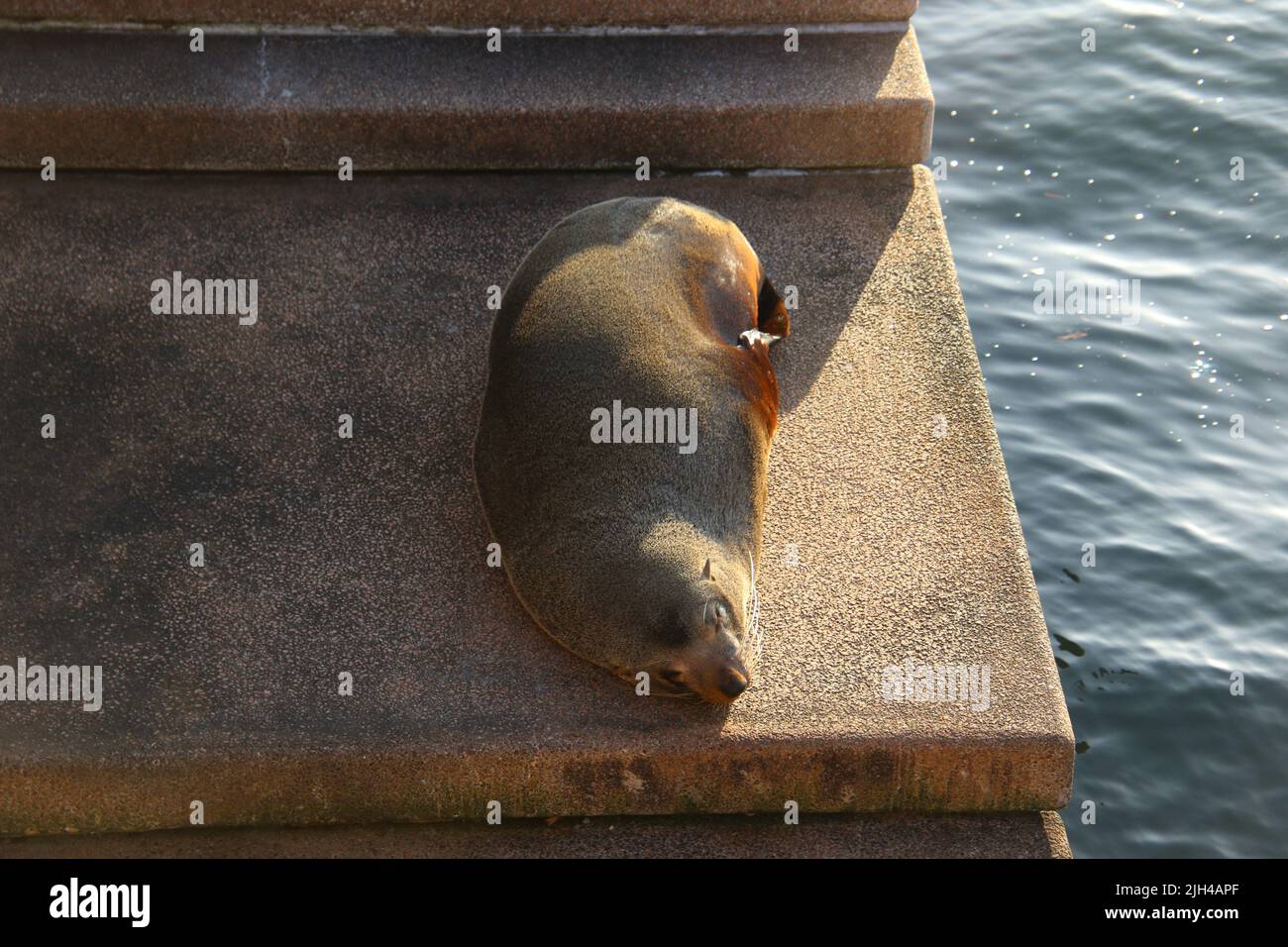 A seal believed to be the one known as 'Benny' on teh northern VIP steps of the Sydney Opera House. Stock Photo