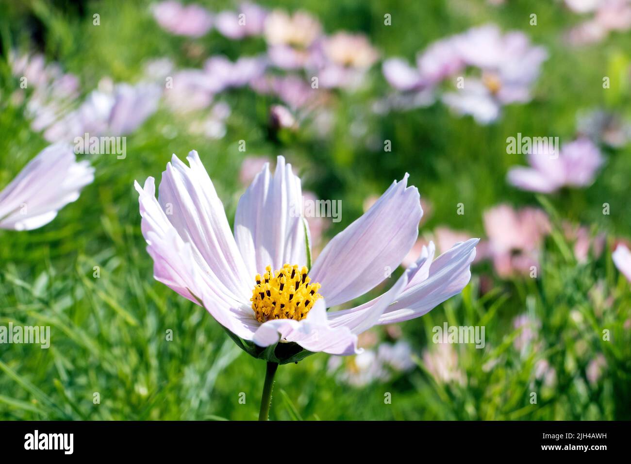 Cosmos in bloom at Perch Hill garden in July East Sussex UK Stock Photo