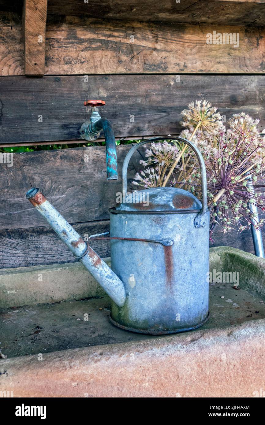 Vintage watering can at Perch Hill garden in July East Sussex UK Stock Photo