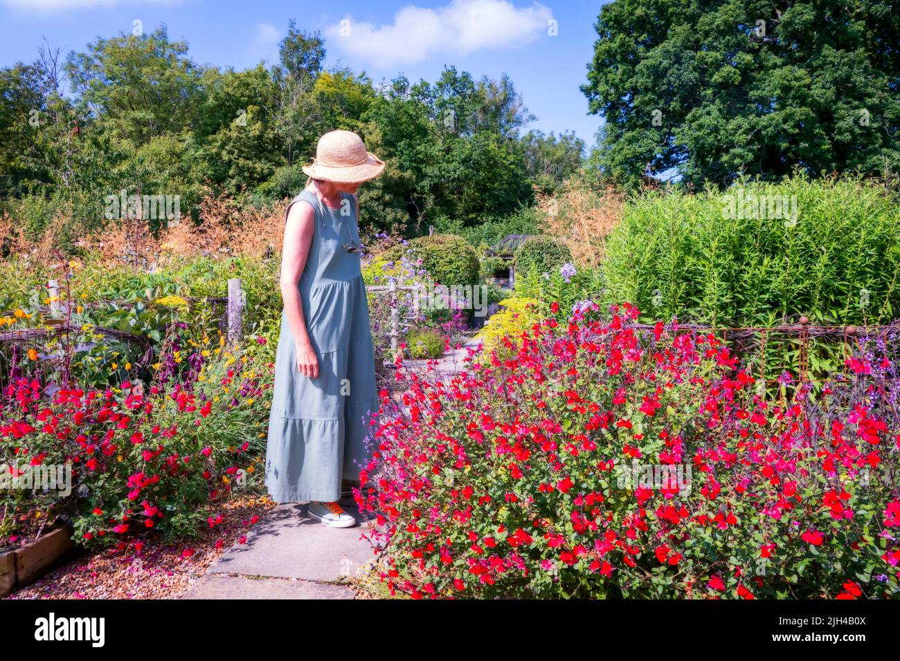 Perch Hill garden in July East Sussex UK Stock Photo