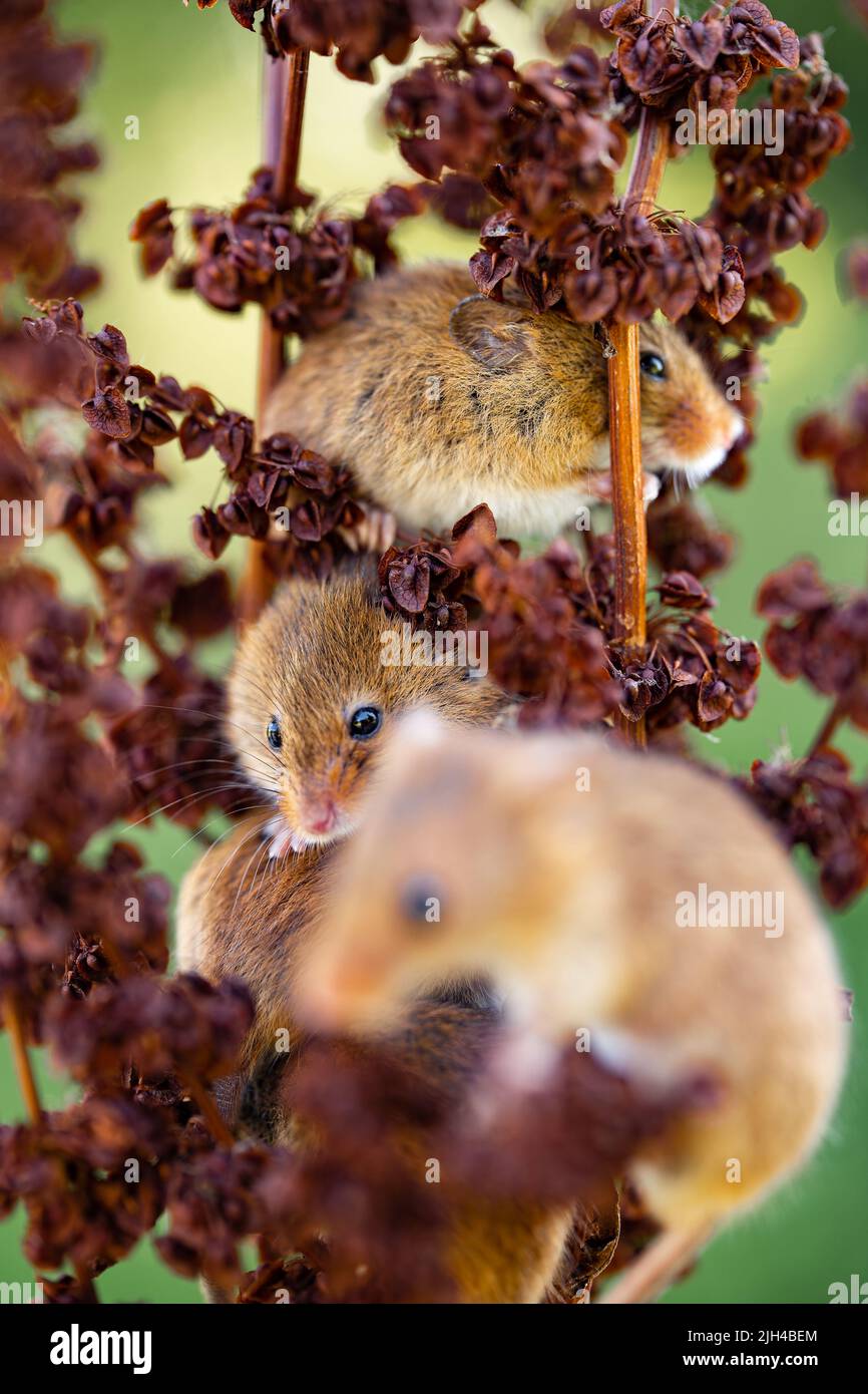 Eurasian Harvest Mice (Micromys minutus) climbing plants, UK Stock ...