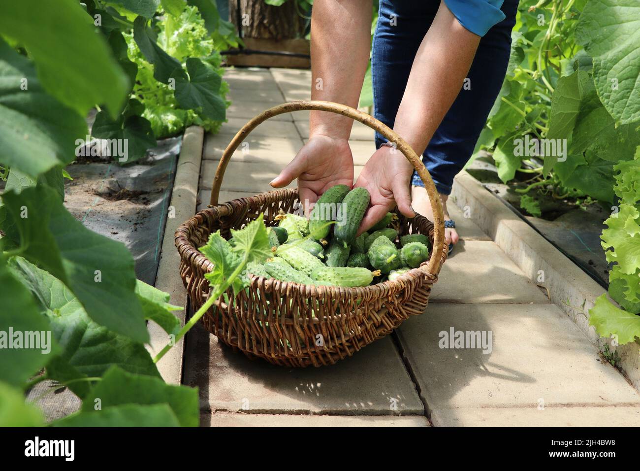 Hands of a woman with a wicker basket close-up. A farmer woman picking cucumbers. The concept of harvesting in a greenhouse Stock Photo