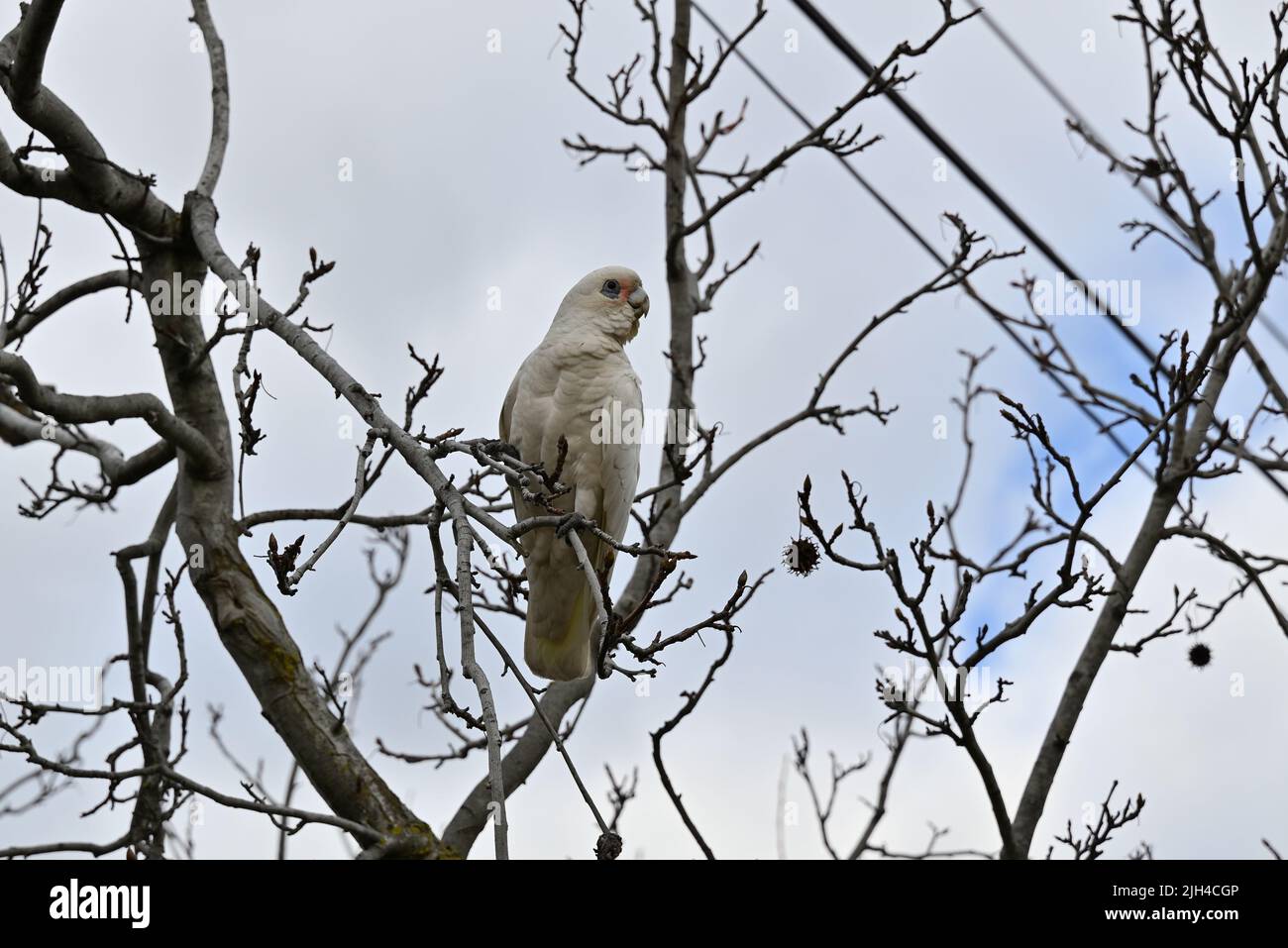 Little corella, cacatua sanguinea, perched high up in a sweet gum tree, with its head turned to the right Stock Photo