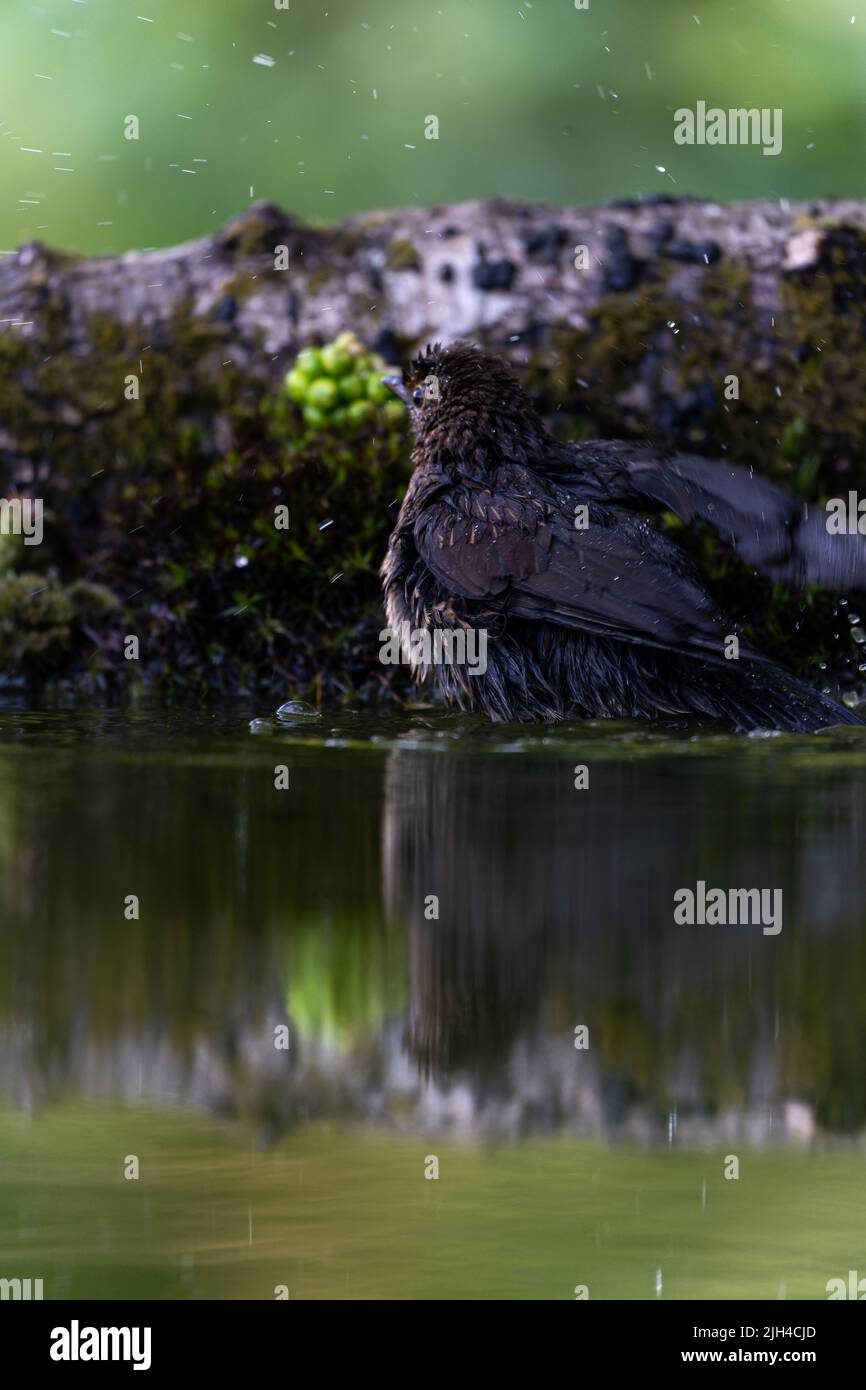 Common Blackbird (Turdus merula) drinking at a woodland watering hole, UK Stock Photo