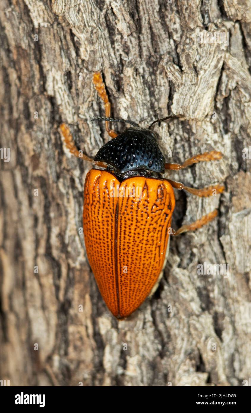A large member of the family, the Shining Leaf Chafer is active by day visiting flowers which it feeds on. They are found during summer rainfalls Stock Photo