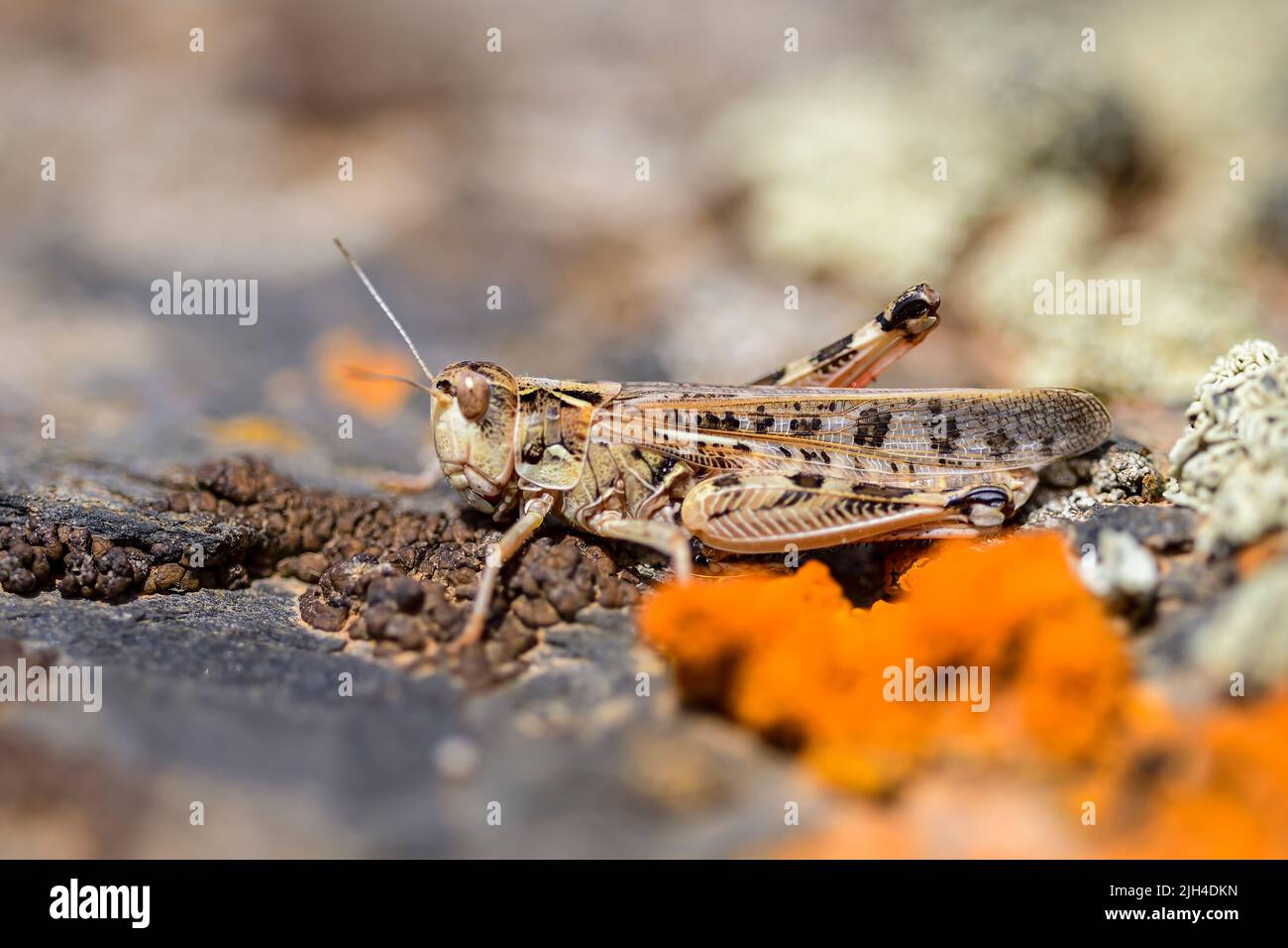 Calliptamus barbarus is an insect of the genus Calliptamus, in the grasshopper family Stock Photo