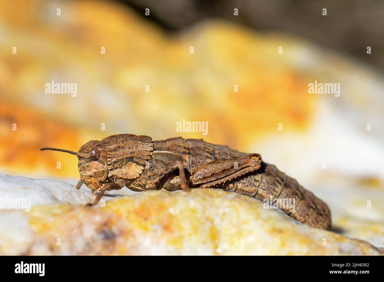 Eumigus monticola is a genus of Orthoptera in the family Pamphagidae Stock Photo