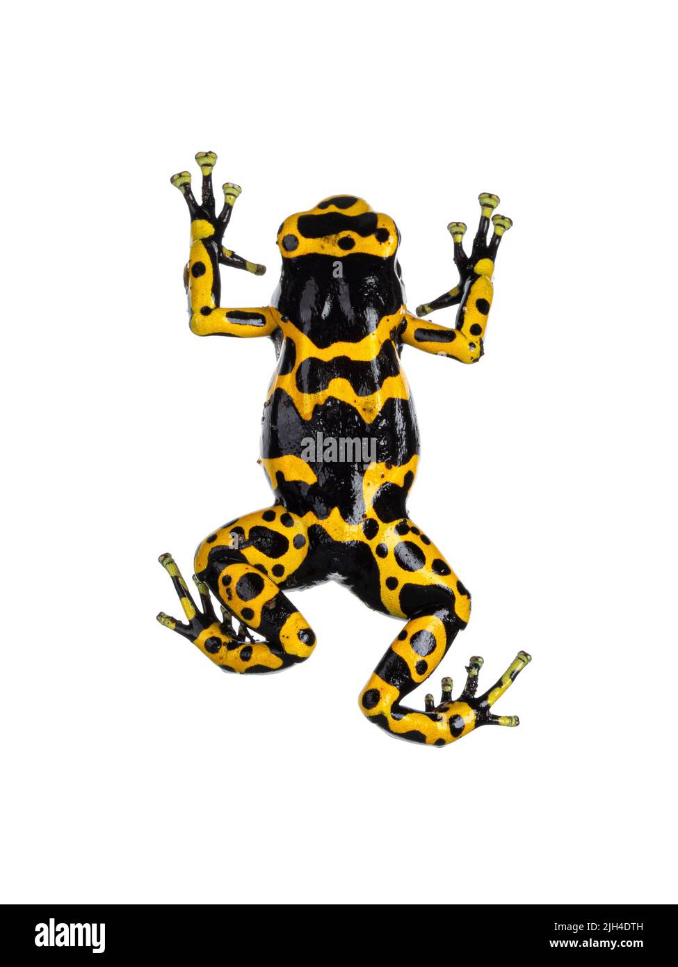 Top view of Colorful Yellow-banded Poison Dart Frog aka Dendrobates leucomelas. Isolated on a white background. Stock Photo
