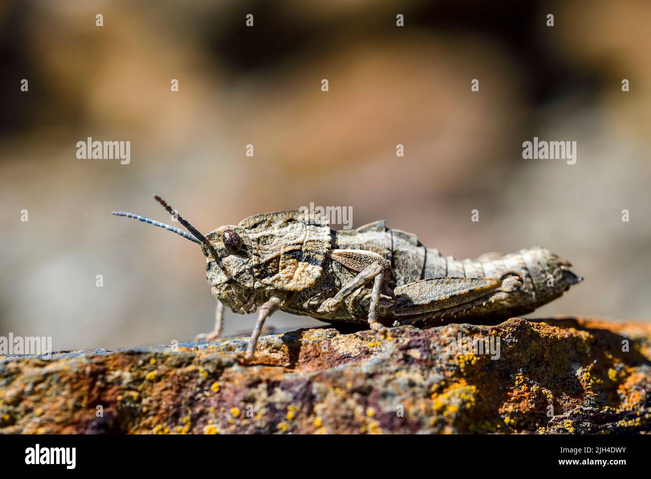 Eumigus is a genus of orthoptera in the family Pamphagidae Stock Photo
