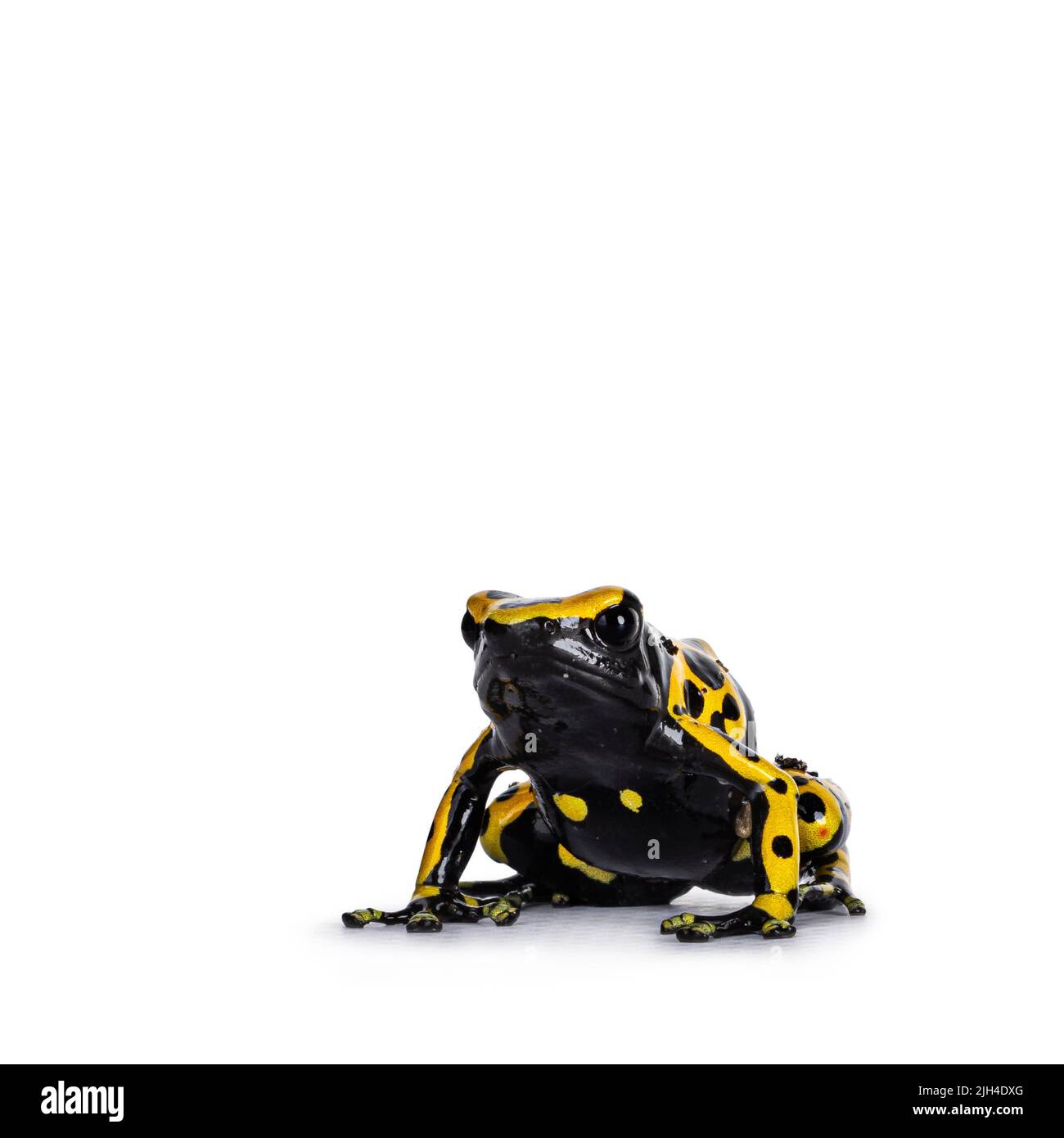 Colorful Yellow-banded Poison Dart Frog aka Dendrobates leucomelas, sitting up facing front. Isolated on a white background. Stock Photo